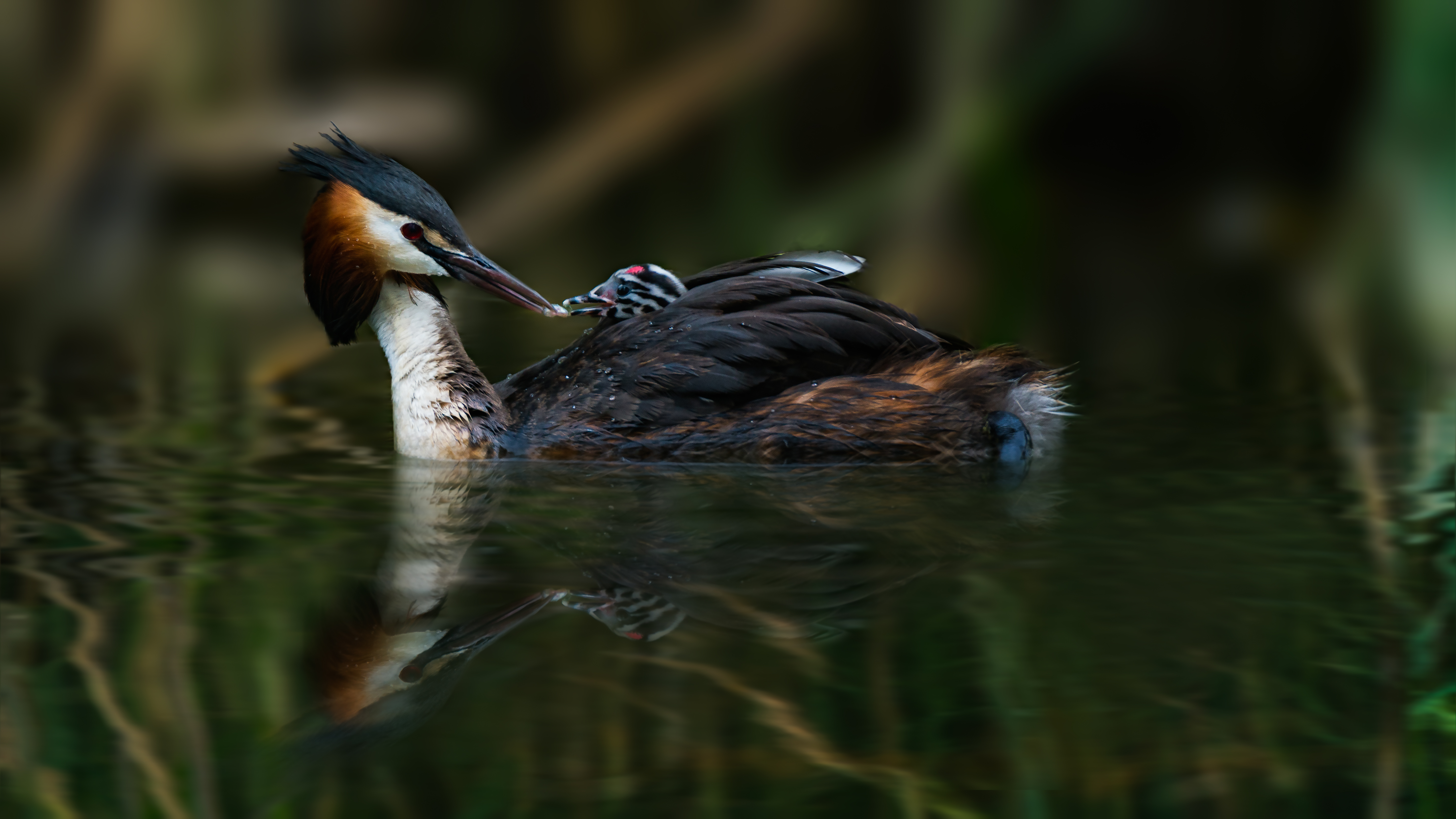 Grebe (15)